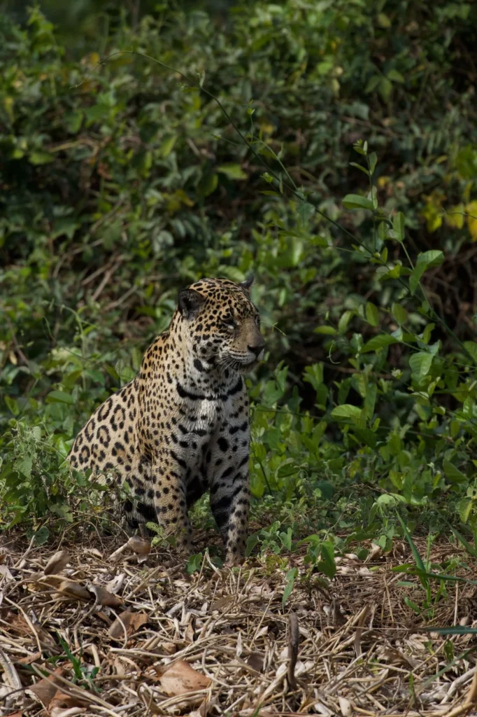 dia do animais, onça-pintada, pantanal, pantanl sul, pantanal norte.