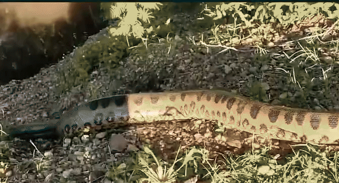 sucuri, pma, mato grosso do sul, rede de pesca.