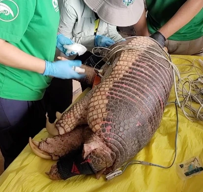 projeto tatu-canastra, três lagoas, mato grosso do sul