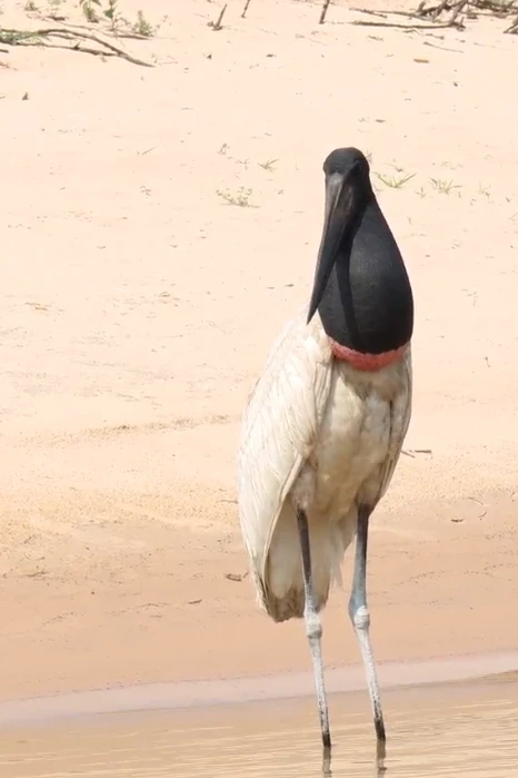 Tuiuiú, Pantanal, jabiru