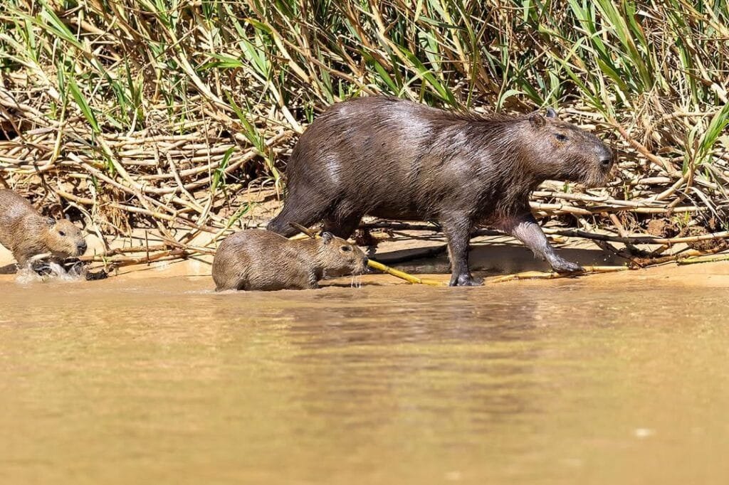 capivara