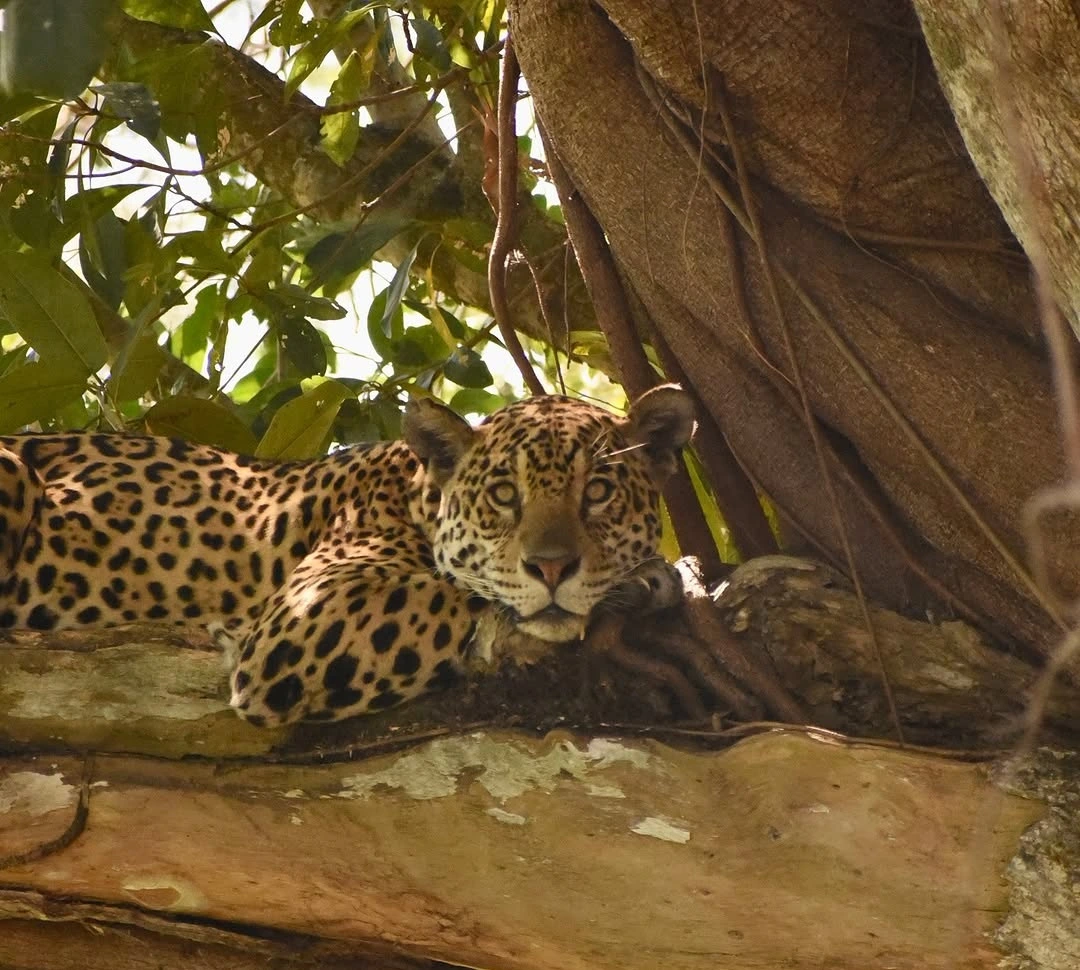 fauna, pantanal, fauna pantaneiro, registros