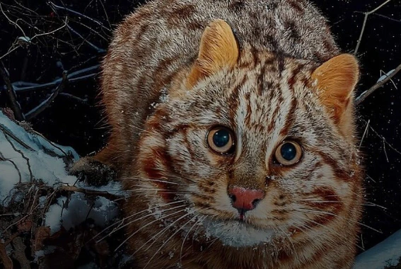 Gato da Floresta