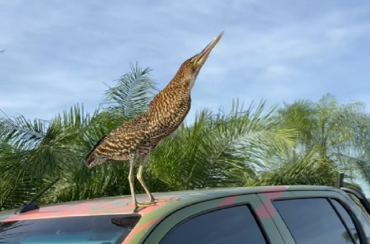 soco-boi, pantanal oficial