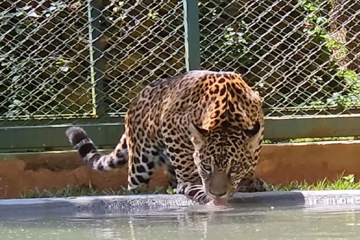 golias, filhote de onça-pintada, onça-pintada,