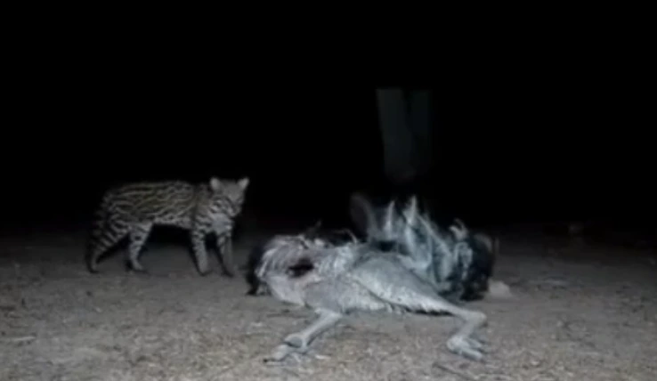 jaguatirica, ema