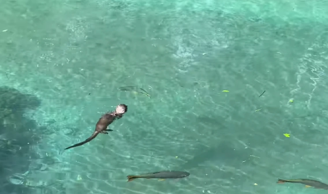 lontra, balneário bonito ms