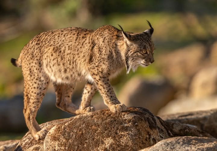 lince-ibérico