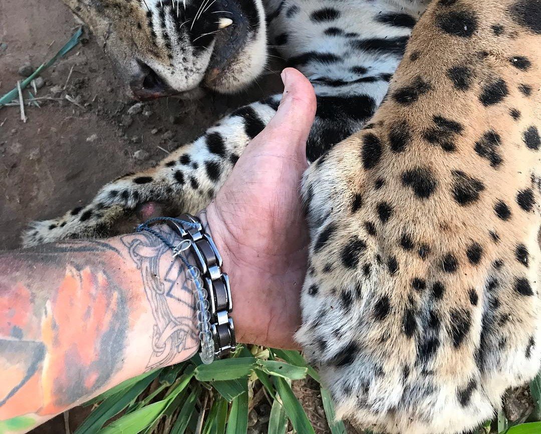 Onça-pintada, pata, pegada de onça