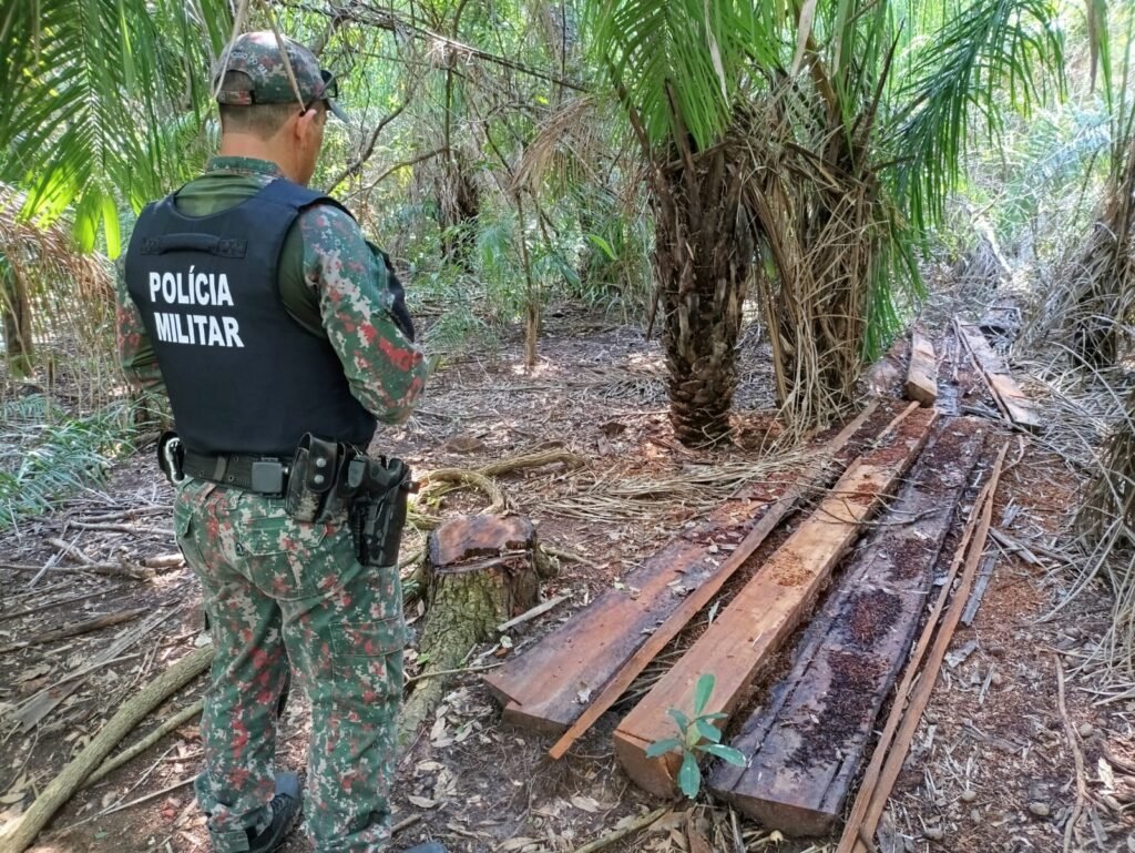 exploração ilegal de vegetação nativa em Caracol, árvores nativas