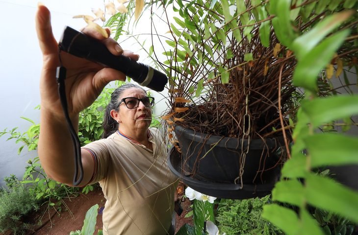 dengue, Chikungunya, Mato Grosso do sul