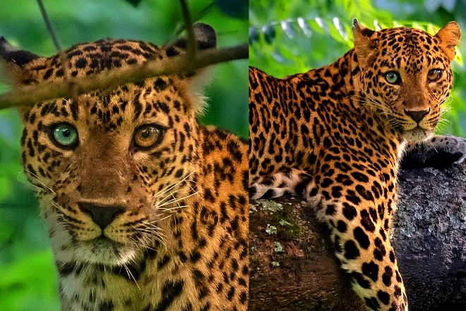 leopardo, heterocromia iridum