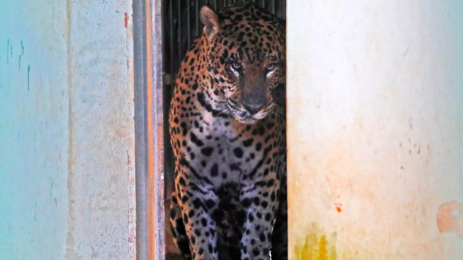 onça-pintada, felinos, onça, jorginho, cras