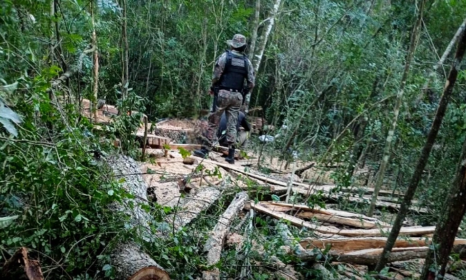 desmatamento, polícia militar ambiental