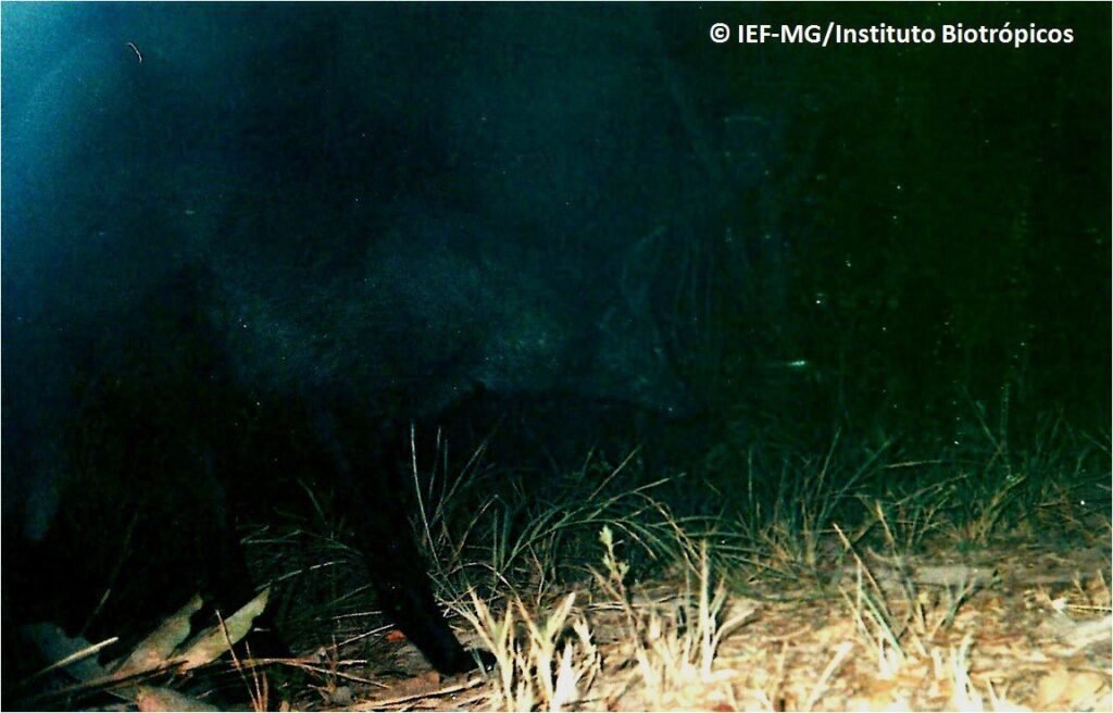 lobo-guará melânico