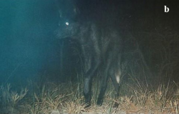 lobo-guará melânico