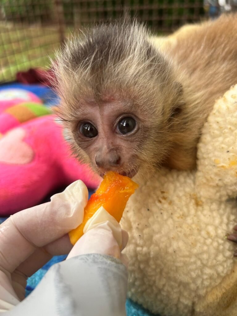fauna silvestre, macaco prego