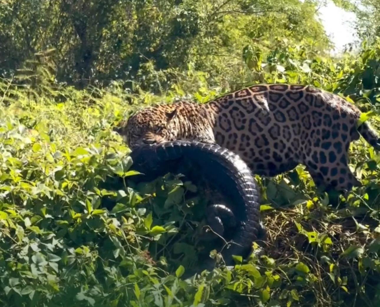 Onça-pintada é flagrada no Pantanal ao mergulhar e atacar um jacaré de 35 kg no Rio Três Irmãos; registro raro impressiona pela precisão do ataque.