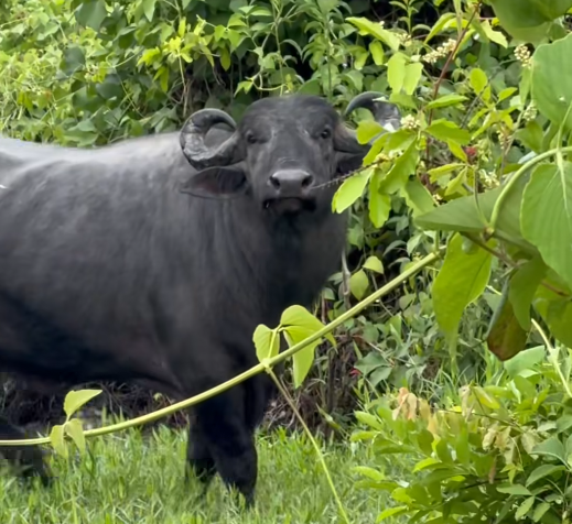 búfalo