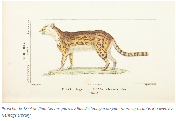 Gato-maracajá: o felino que parece com uma jaguatirica em miniatura