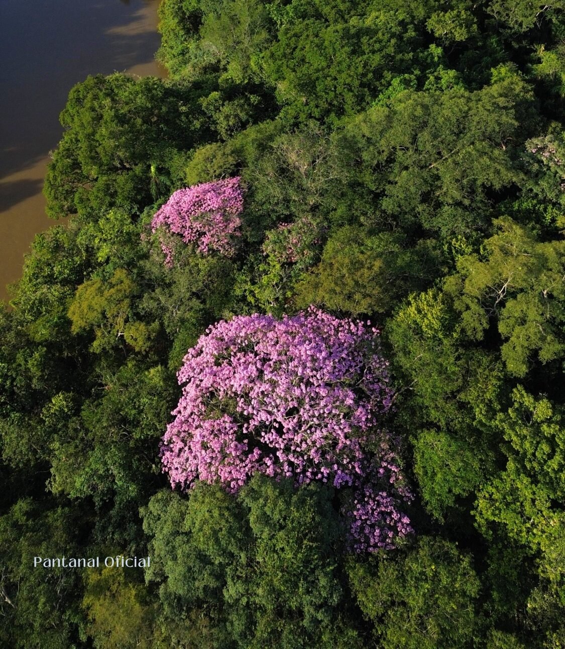 Ponte do Grego, Ipês floridos