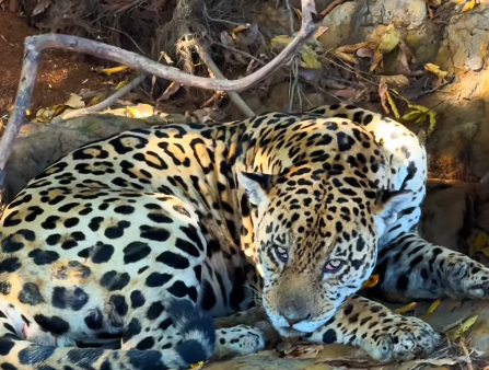 onça-pintada, Onça-pintada tira um cochilo à beira rio após longo dia